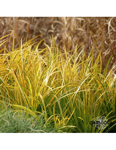 Acorus gramineus 'Ogon' - travnoslitni kolmež