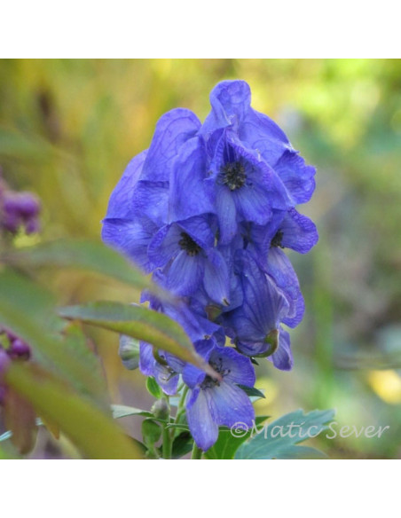 Aconitum carmichaelii 'Arendsii' - preobjeda