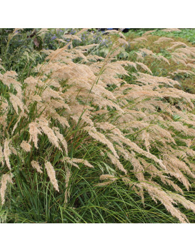 Achnatherum calamagrostis XL - sršica