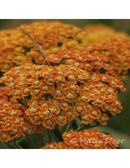 Achillea millefolium 'Terracotta' - rman