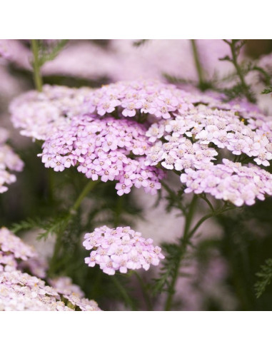 Achillea millefolium 'Apple Blossom' - rman