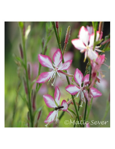 Gaura lindheimeri Rosyjane - 'Harrosy' XL - gavra