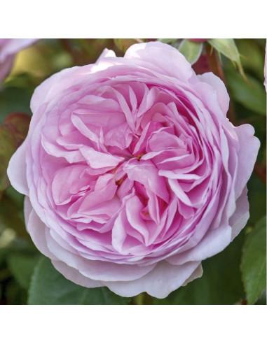 Rosa 'Olivia Rose Austin' - angleška vrtnica