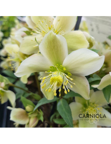 Helleborus Viv 'Wanda' XL -  teloh (cvetoča sadika)