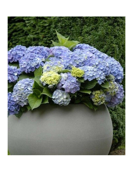 Hydrangea macrophylla 'Hortbux'® - nizka kmečka hortenzija