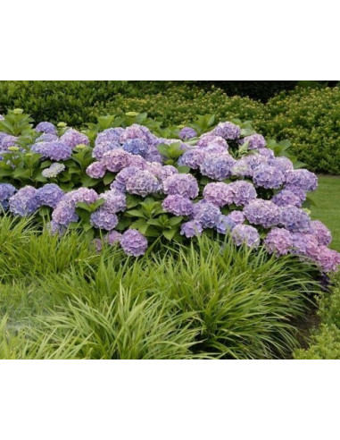Hydrangea macrophylla 'Hortbux'® - nizka kmečka hortenzija