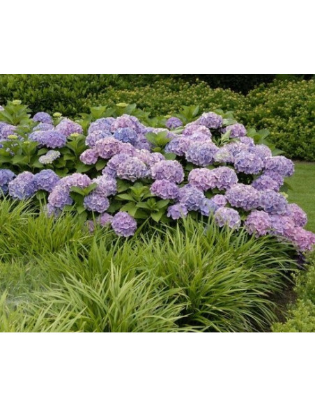 Hydrangea macrophylla 'Hortbux'® - nizka kmečka hortenzija