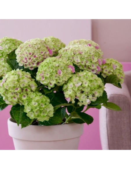 Hydrangea macrophylla 'Magical Jewel' Pink - kmečka hortenzija