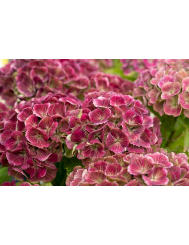 Hydrangea macrophylla 'Magical Jewel' Pink - kmečka hortenzija