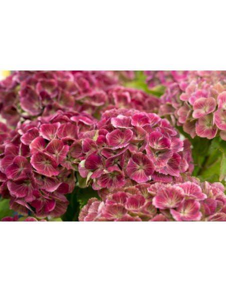 Hydrangea macrophylla 'Magical Jewel' Pink - kmečka hortenzija