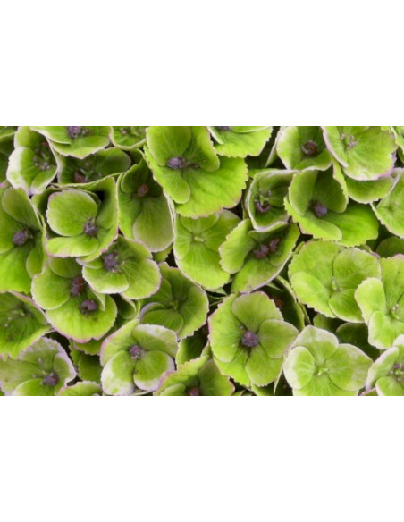 Hydrangea macrophylla 'Magical Jewel' Pink - kmečka hortenzija