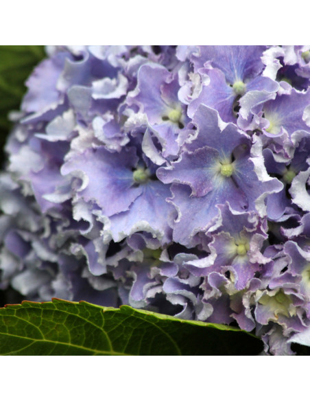 Hydrangea macrophylla 'Spike'  - kmečka hortenzija