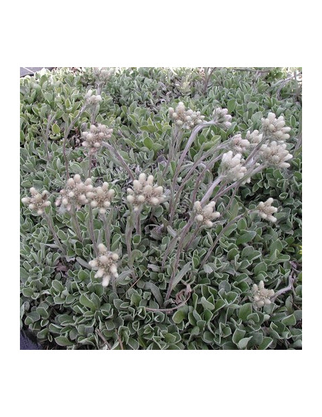Antennaria dioica 'Alba' - majnica
