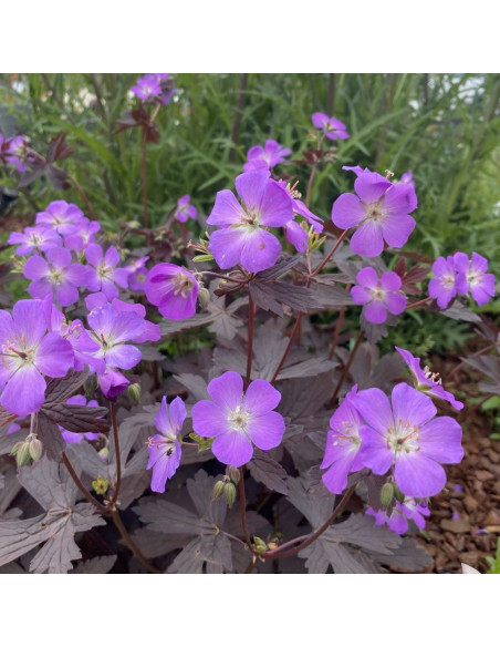Geranium 'Stormy Night' - krvomočnica