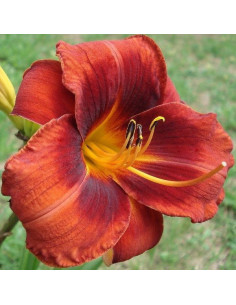 Hemerocallis 'Hot Town' - maslenica