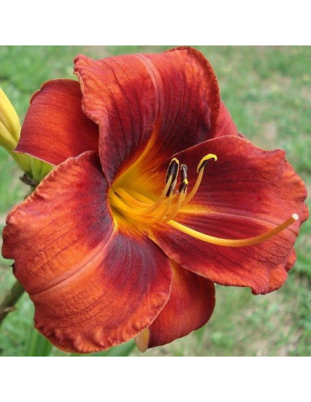 Hemerocallis 'Hot Town' - maslenica