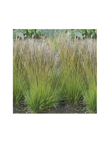 Molinia caerulea 'Heidezwerg' - modra stožka