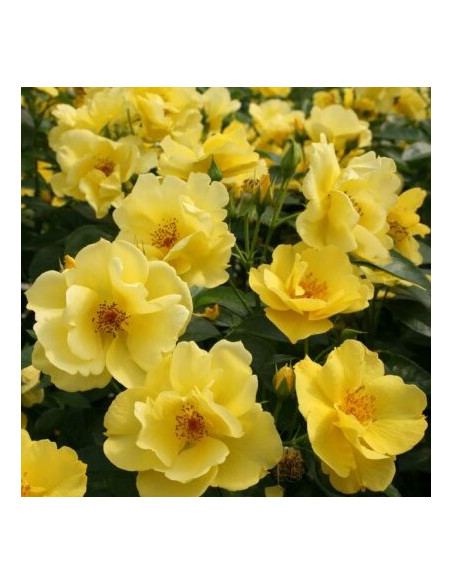 Rosa 'Lemon Fizz' - vrtnica