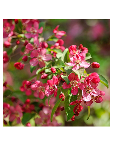 Malus 'Scarlett' - okrasna jablana