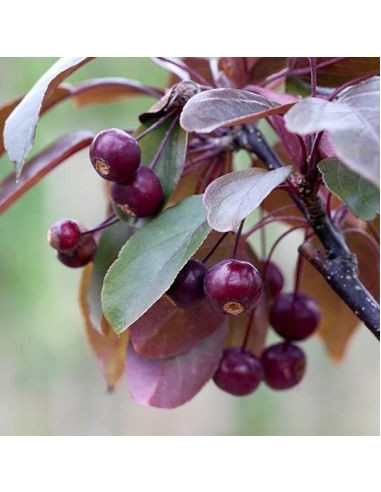 Malus 'Scarlett' - okrasna jablana