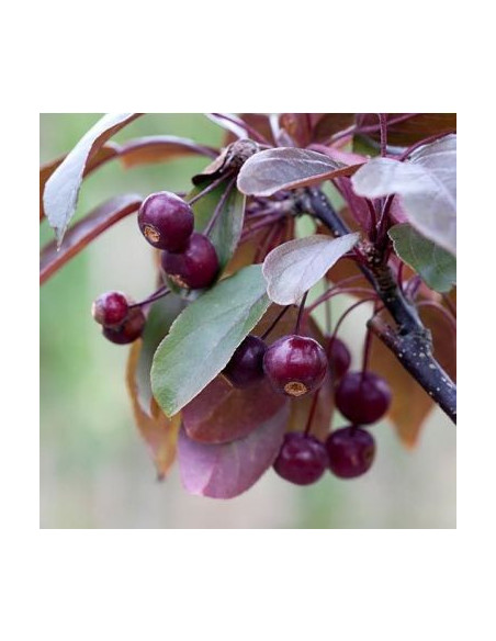 Malus 'Scarlett' - okrasna jablana