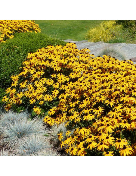 Rudbeckia fulgida 'Little Goldstar' - rudbekija