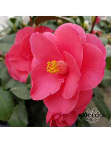 Camellia 'Mary Williams' - kamelija