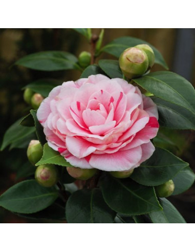 Camellia 'Bonomiana' - kamelija