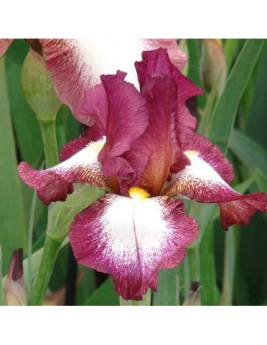 Iris x barb.-elat.b' Crinoline' - bradata perunika