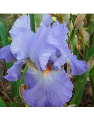 Iris x barb.-elat.b 'Ripling Clouds' - bradata perunika