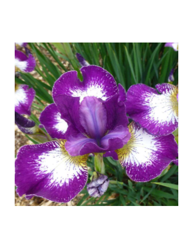 Iris sibirica 'Silver Edge' - sibirska perunika