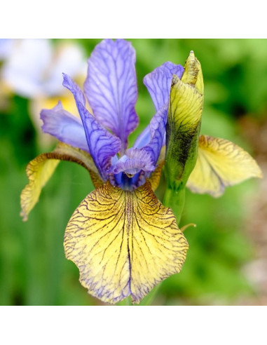 Iris sibirica 'Tipped in Blue' - sibirska perunika