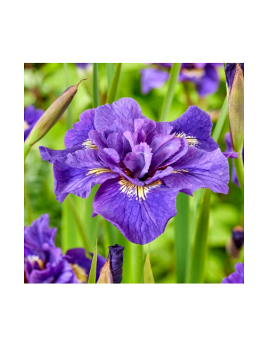 Iris sibirica 'Double Standard' - sibirska perunika