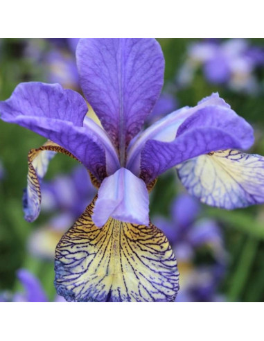 Iris sibirica 'Pennywhistle' - sibirska perunika