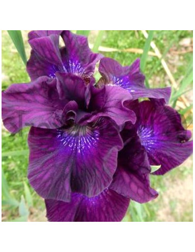 Iris sibirica 'Purpleliciouse' - sibirska perunika