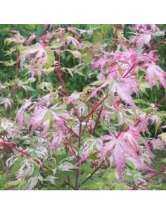 Acer palmatum 'Oridono-nishiki' - pahljačasti japonski javor