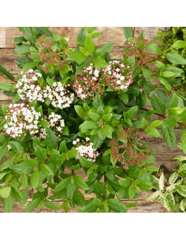 Viburnum tinus 'Gwenlian' XL - brogovita