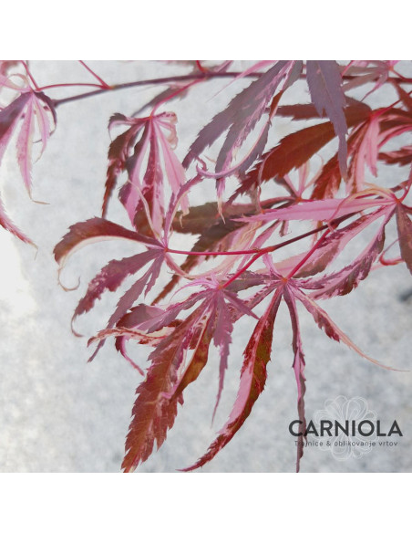 Acer palmatum 'Extravaganza' - pahljačasti japonski javor