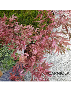 Acer palmatum 'Extravaganza' - pahljačasti japonski javor 2