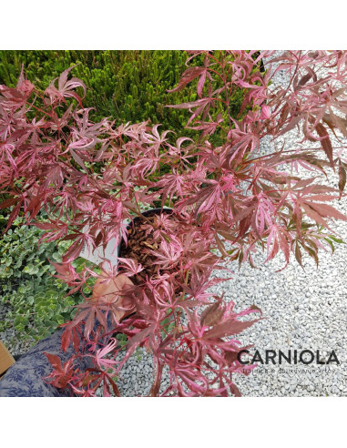 Acer palmatum 'Extravaganza' - pahljačasti japonski javor