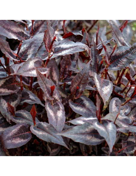 Persicaria microcephala 'Red Dragon' - dresen