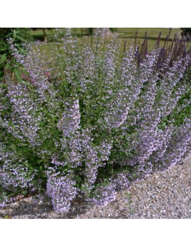 Calamintha nepeta ssp. nepeta 'Blue Cloud Strain' - čober