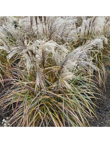 Miscanthus sinensis 'Volcano' - kitajski trstikovec, miskant