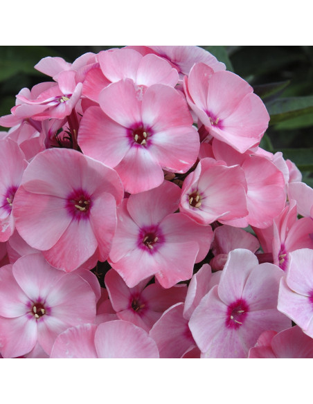Phlox paniculata 'Sweet Summer Queen' - latasta plamenka