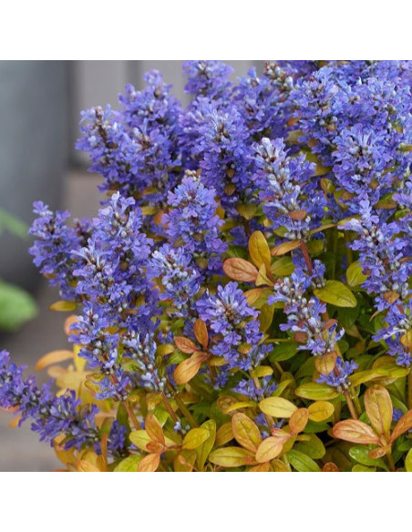 Ajuga reptans 'Featheres Friends Fancy Finch' - skrečnik