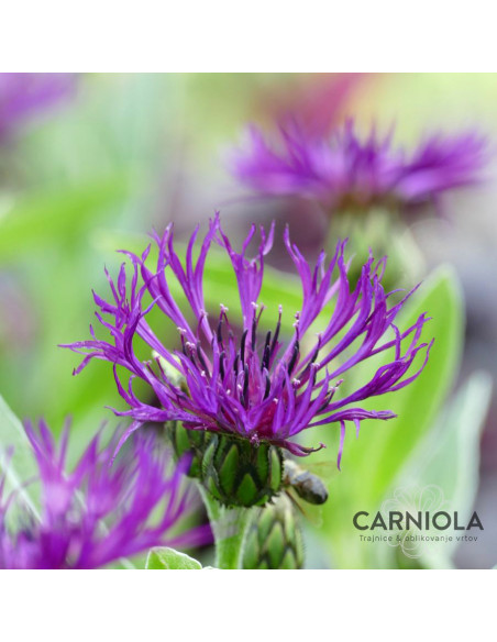 Centaurea montana 'Amethyst Dream' - glavinec