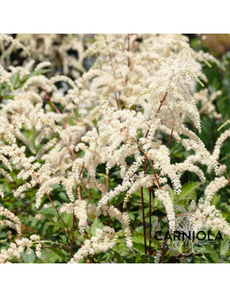 Astilbe x arendsii 'Mochaccino' - vrtna kresnica
