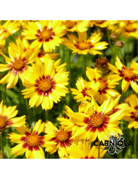 Coreopsis grandiflora 'Sunkiss' - lepe očke