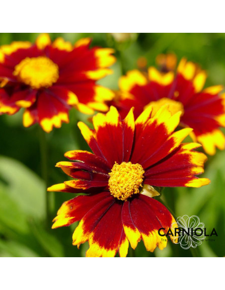 Coreopsis 'UpTick Red' - lepe očke