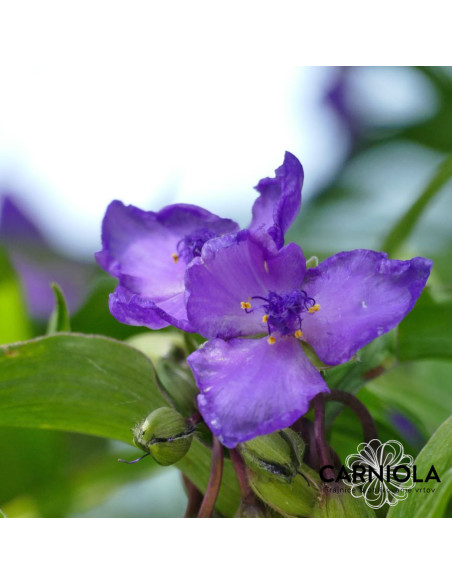 Tradescantia x andersoniana 'Zwanenburg Blue' - tradeskancija